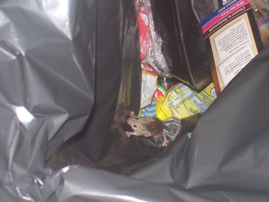 Little Miss Sushine and friends