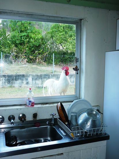 ...der Hahn nicht, weil er mich immer um spaetestens 4 Uhr geweckt hat...