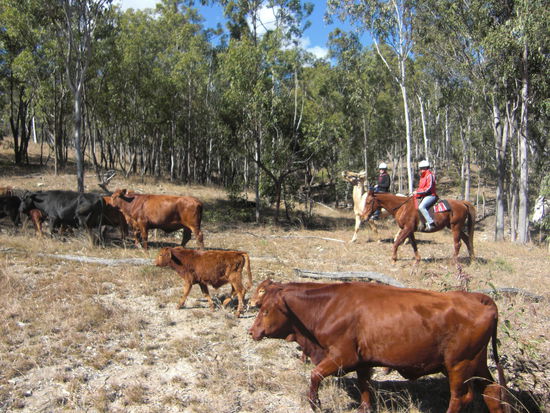 cattle work, hat sehr viel spass gemacht