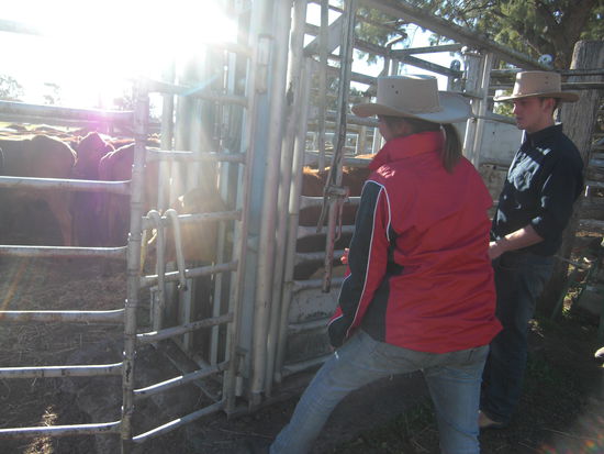 I've got it... hier klemmt man die Kaelber ein, um sie zu brandmarken, oder zu untersuchen