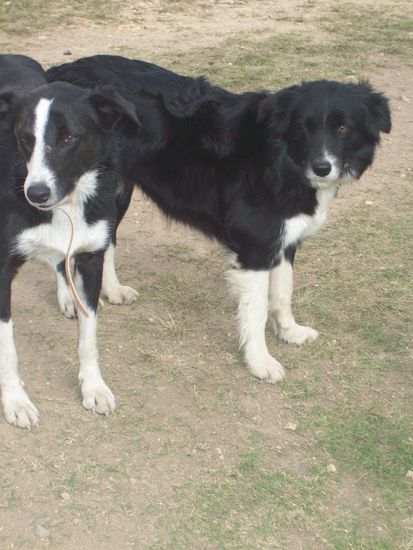 Immer dabei: Jack and Joey