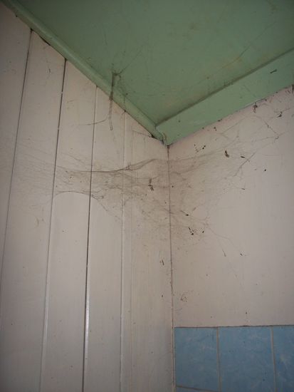 Spinnenweben ueberall...