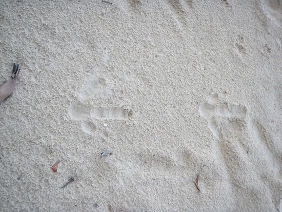 Spuren von einem Cassowarie