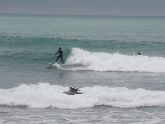 schnappschuss, surfer ... + seemoewe