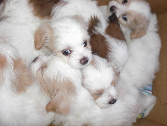 Welpen von meinem Nachbar....soooo suess