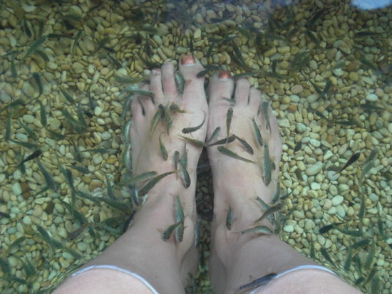 Fischfussmassage eine kitzelige angelegenheit