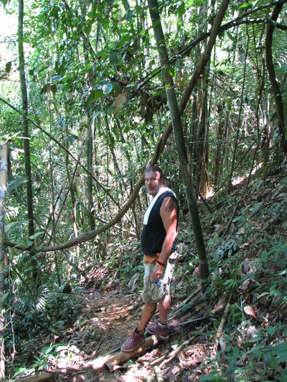 in den immer dichter werdenden Urwald