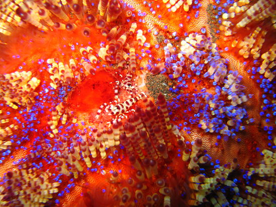 Die Unterwasserwelt war einfach unglaublich