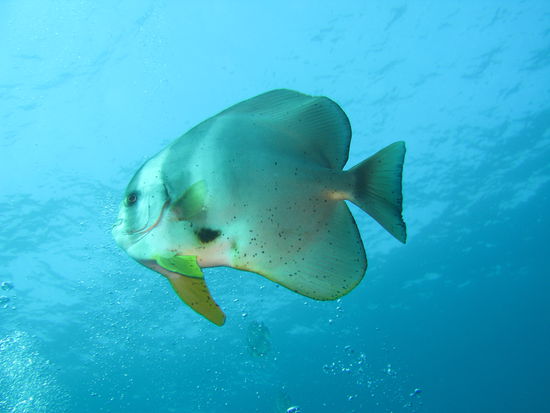 Unser Lieblingsfisch "Platax", aufgenommen auf Sereya