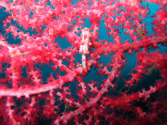 Ein Pygmäenseepferdchen auf der Liberty