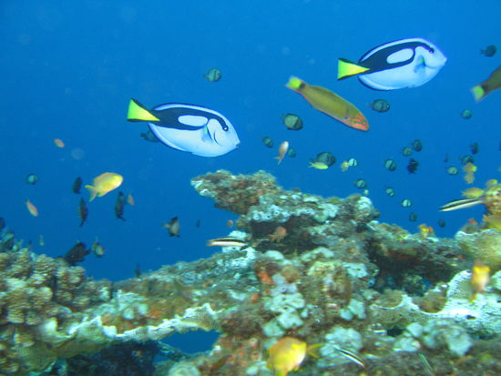 Haha die Dori aus "Findet Nemo" die sind wirklich so wahnsinnig :-d