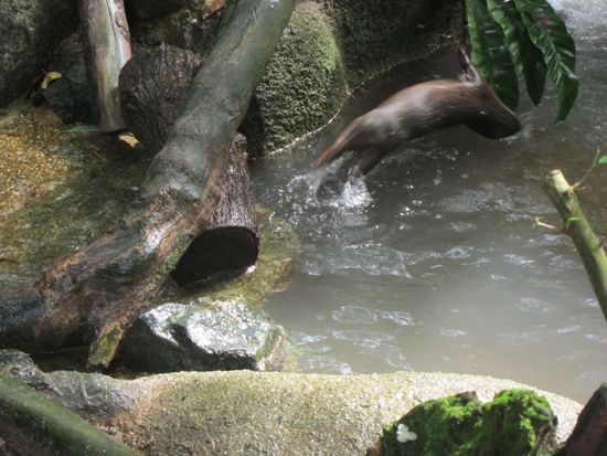 Otter auch vor Freude springt gg. Ich glaub das war der Morgensport, war schon etwas dicklich gg.