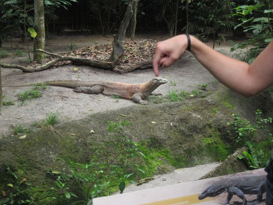 Tatz beim Komodowaran streicheln haha.