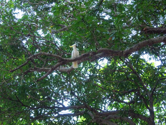 Die sitzen hier einfach in kleineren Gruppen zusammen ohne käfig oder Fußkettchen.