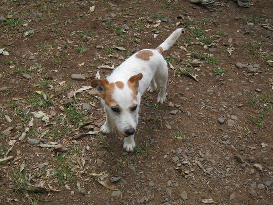 Hund! War der Köter von der Ranche namens "Mr. Bean" ich würde eher sagen so strubbig wie der war "Rasputin", er heißen sollte !