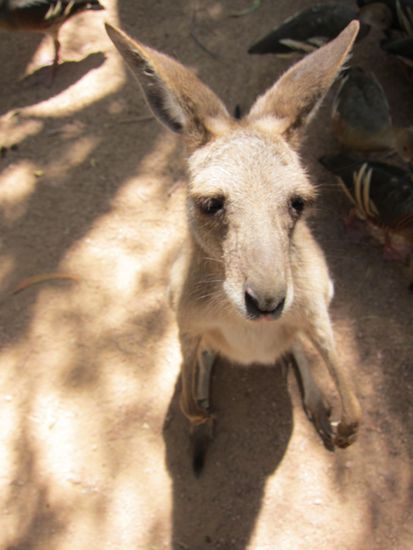 Schau mir in die Augen Kleines.