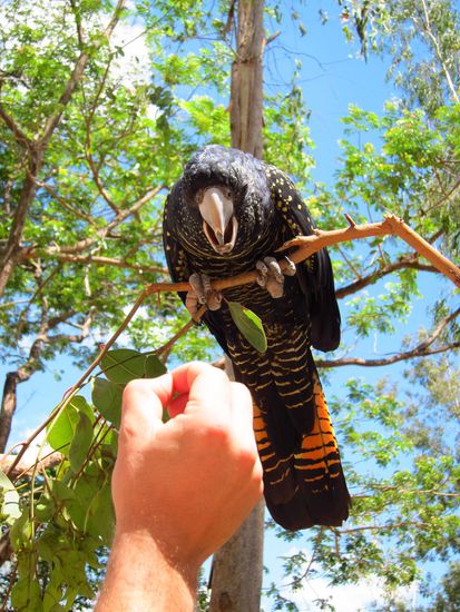 Darf ich vorstellen: Ash. Der nette Kerl knackt schneller Sonnenblumenkerne und isst sie als man nachgeben kann, einfach nur cooooooooool und nimmt die Kerne so vorsichtig aus den Fingern echt super.