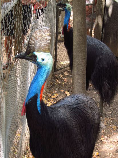Diese beiden hübschen Dinger nennt man Cassowaries. Sind ein Überbleibsel aus der Dinozeit (glauben wir zumindest) und sind verantwortlich, dass der Dschungel so dicht ist wie er ist. In freier Wildbahn sollte man sich ihnen nicht nähern, da sie mit einem sehr stark ausgeprägten Selbstverteidigungssinn ausgestattet sind.