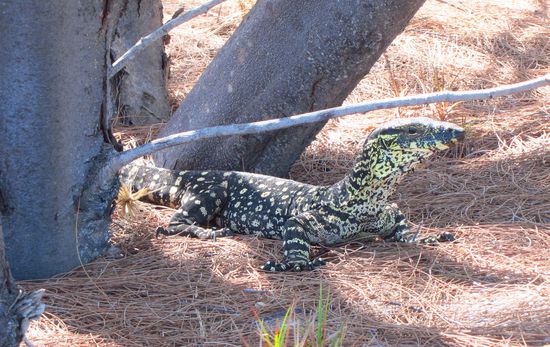 Iguana, die sind hier überall.