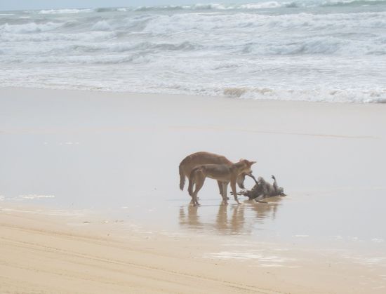 Unsere ersten Dingos, quasi Dingo-Frühstück gg.