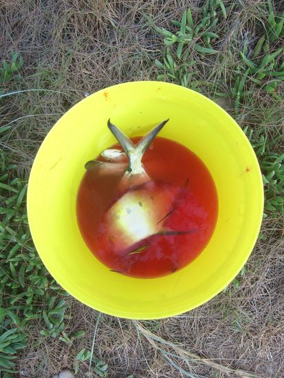 Die Ausbeute --&gt; es war so lecker.