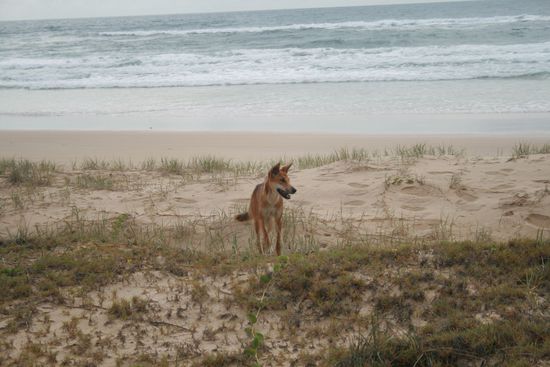 Dingos überall rund um unsere Zelte. Lieb anzusehen aber nicht zu Spaßen mit den Burschen.
