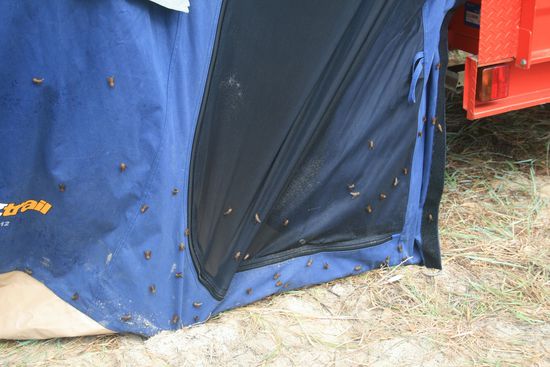 Die wahnsinnigen Fliegen. Sie waren überall und echt lustig was die Viecher alles aushalten haha.