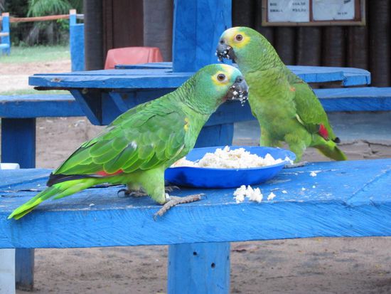 Die zwei grünen kamen jeden Morgen und jeden Abend angeflattert um zu Essen. Diesmal stand Brot auf dem Speiseplan (wie eigentlich jeden Tag gg).