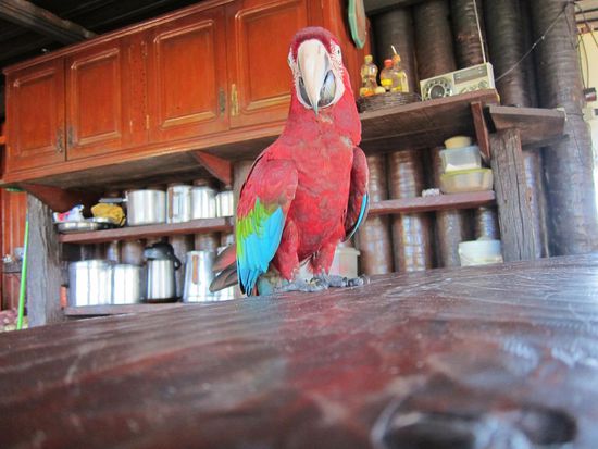 Und der wohnte eigentlich in der Pousada selber, kam uns aber am vorletzten Tag besuchen, um auch ein bißchen Brot zu naschen.
