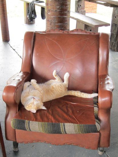 Campingkatze Nr. 1 "The Boss". Seine Mission: Sitzmöbel bewachen.