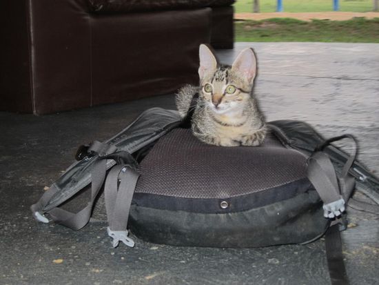 Campingkatze Nr. 2: "The Mini-Boss". Mission: Rucksäcke bewachen (und die Gäste unterhalten).
@ Mama &amp; Papa: das ist die kleine Ausgabe von unserer Micky. Die ist genauso verrückt verspielt und beisst sich durch die Mannschaft.