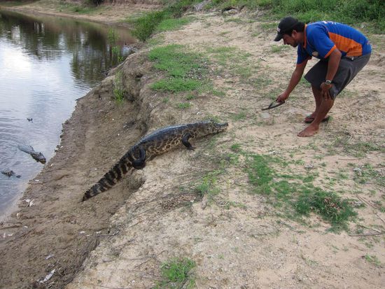 Die Kaimane hinterm Campingplatz. Marcelo hat einen fürs Fotoshooting grunzender Weise herausgelockt.