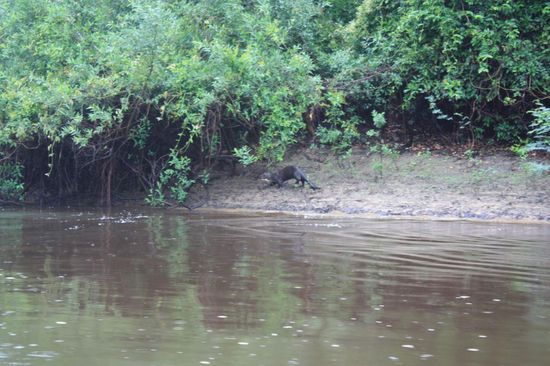 Otter auf der Jagd. Es waren unzählige unterwegs, leider sehr schwer zu fotografieren.