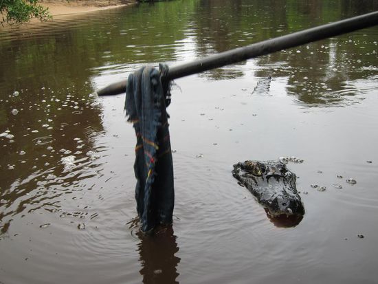 Marcelo beim Anlocken des Kaimans und nachdem der Kaiman den Stofffetzen gründlichst untersucht hatte...