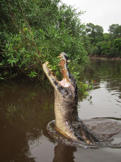 ...kam er wohl zum Entschluss: Ja, den gönn ich mir! Erwischt hat er ihn aber nicht und er hätte ihm wohl auch nicht sonderlich geschmeckt 