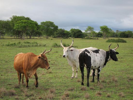 Eine Kuh macht Muh. Viele Kühe machen...Mühe 
(Oder zumindest viel Fleisch für Gulasch hihi)