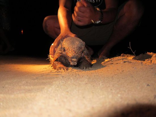 Gürteltier! Vom Tapir gibts leider keine Foto, weil es halt dunkel war und wir es auch nicht mit dem Blitz erschrecken wollten.