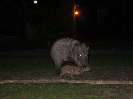 Gut, das Bild entstand jetzt nicht direkt bei der Safari, sondern im Camp, aber es war halt grad Nacht und darum passt es gut dazu .