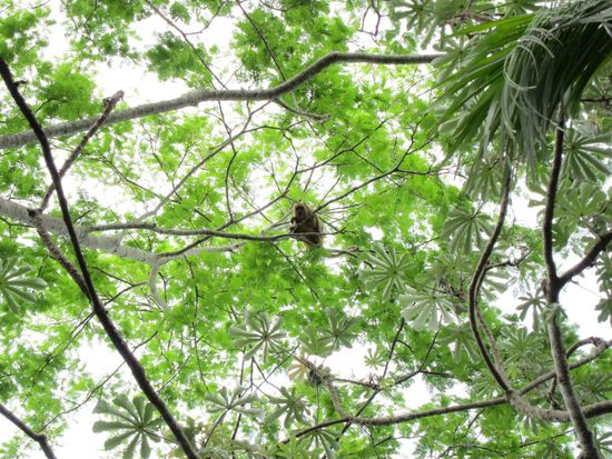 Der Affe hat uns gleich blöd angeglotzt, wie wir ihn 