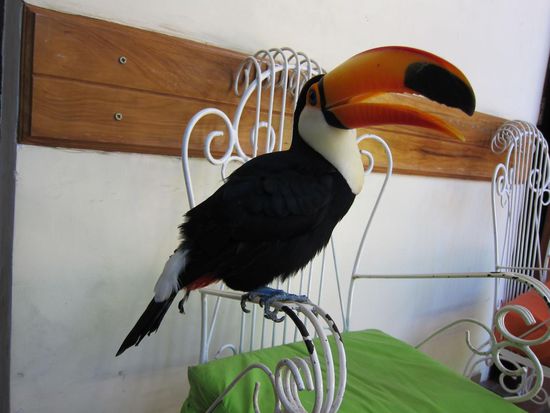 Wer ihn noch nicht auf FB gesehen hat, der Haus-Tukan. Dem armen Kerl haben sie leider die Flügel gestutzt, was wir aufs schärfste verurteilen, aber ihm mangelt es zumindest so an nichts .