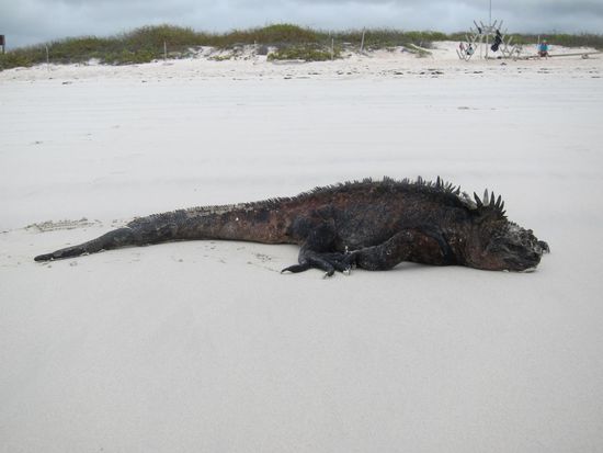 Man geht den Strand entlang und die Burschen liegen einfach faul auf meinem Platz ! Oder surfen in den Wellen dem Strand entgegen.