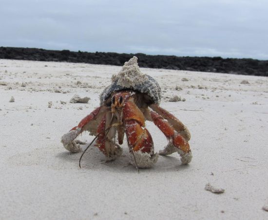 Einsiedlergerät, weil für einen Krebs war der eindeutig zu groß gg!