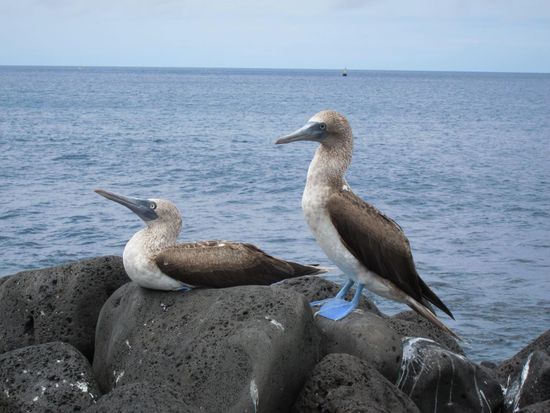 Wir wollten so ein Vieh rupfen um festzustellen, ob die wirklich ganz blau sind oder nur blaue Füße haben, aber nix da, durften wir nicht grml !