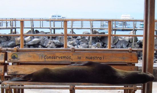 Wer auf den Inseln keine Seelöwen sieht, hat unserer Meinung nach eine Sehschwäche!
