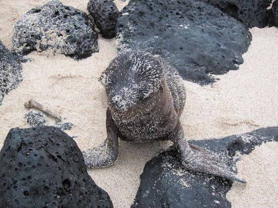 Tja und die kleinen sind sowieso die coolsten. Der hier war als Schnitzel getarnt, geholfen hat's nichts 