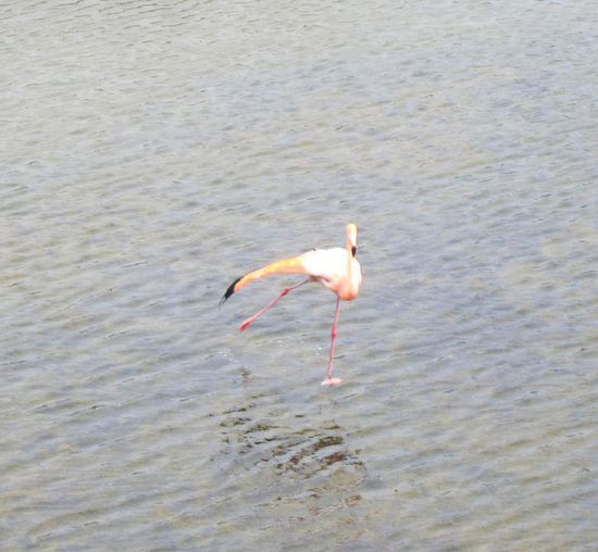 1. Stopp auf Isabela war bei den Yoga-Flamingos