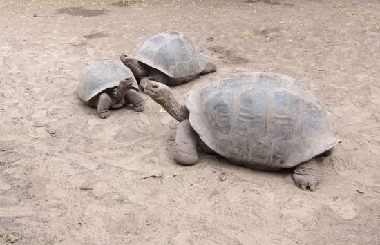 Natürlich durften auch die riesigen Schildis nicht fehlen. Der im Vordergrund ist ein Vetter zweiten Grades von der uralten Morla.