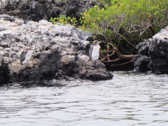 Und das dürften nahe Verwandte von Kathi sein: die mögen nämlich auch kein kaltes Wasser.