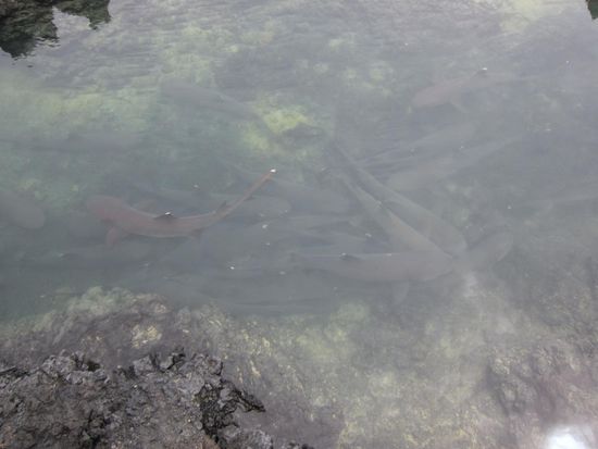 Ich hoffe man kanns erkennen: hier schliefen unzählige Weißspitzenriffhaie. Mister Miagi meinte, es handle sich um Haifischflossensuppe auf Sushi Art 