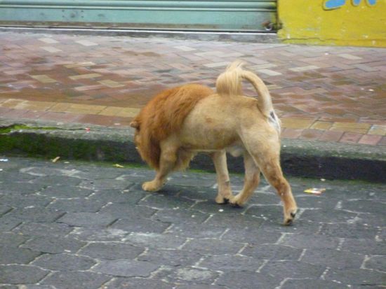 Ein Höwe, halb Hund, halb Löwe